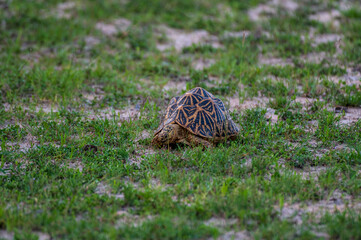 turtle on the grass