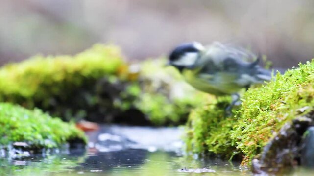 titmouse jumping on a branch with green moss