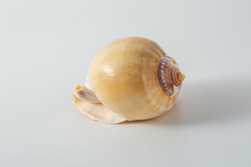 snail on a white background