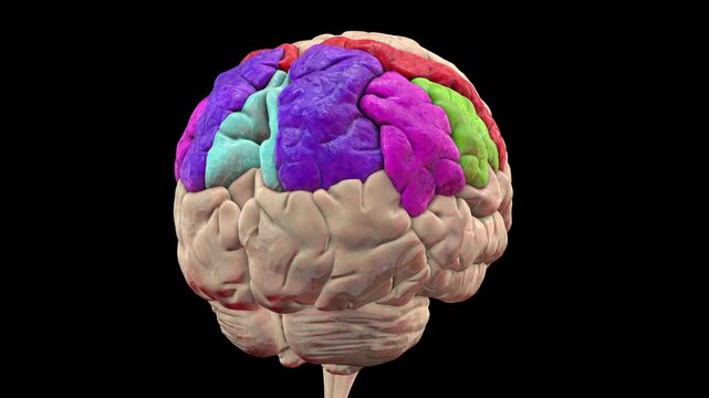 Human brain with highlighted parietal gyri: postcentral (red), superior (dark blue), inferior parietal lobule with supramarginal (green), angular (purple), and precuneus (light blue), 3D animation.