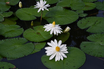 3 water lilies
