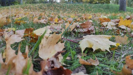 Nature's Carpet: Leaves Covering the Ground