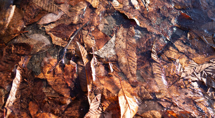  凍りついた美しい落葉