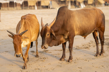 Zebu Cows on a Beach in Agonda, India