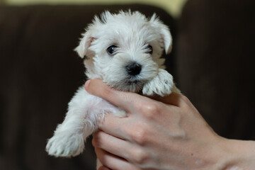 Little cute white fluffy puppy in hand