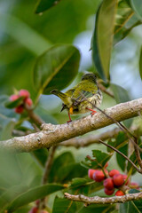Barbet