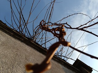 barbed wire fence