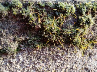 moss on stone