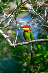 Obraz premium Cesnut bee eater