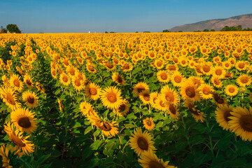 Obraz premium flower garden