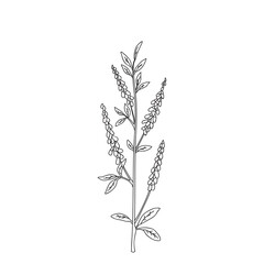 Botanical Line art wildflower isolated on white background. Hand drawn black and white outline plant with stem, leaves and flowers vector illustration.Graphic design for Birthday Wedding Greeting Card