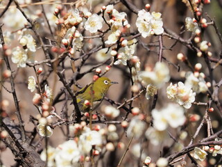 梅に隠れたメジロ