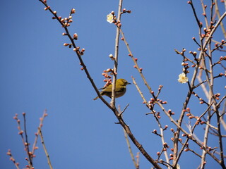 梅とメジロ