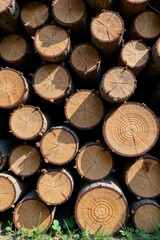 A Stack of Round Wooden Logs, Showing Annual Rings and Natural Light Shadows on a Grassy Surface