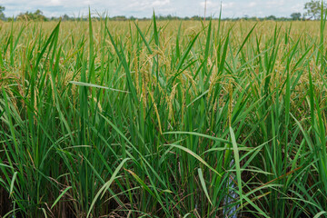 A beautiful sight: a stretch of fertile rice fields awaiting harvest, with grains of rice still...