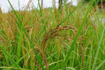 A beautiful sight: a stretch of fertile rice fields awaiting harvest, with grains of rice still...