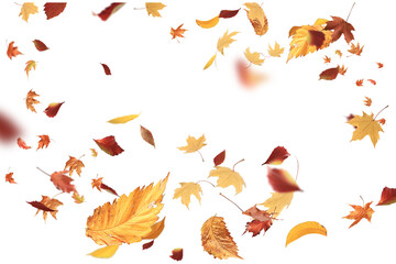 autumn leaves are falling flying white background isolated