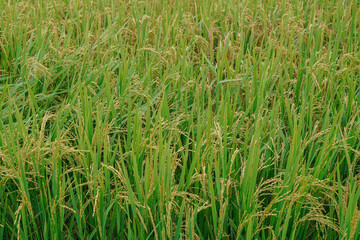 A beautiful sight: a stretch of fertile rice fields awaiting harvest, with grains of rice still...