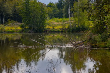 Fototapeta premium Tranquil Lake Scene Surrounded by Green Trees and Reflecting Still Waters