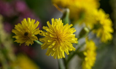 Blooming dandelions. Yellow bright flowers stand out in contrast against the green grass.