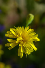 Blooming dandelions. Yellow bright flowers stand out in contrast against the green grass.