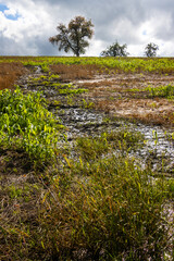 Obraz premium Scenic Rural Landscape with Trees on a Slightly Overcast Day