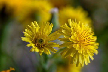 Blooming dandelions. Yellow bright flowers stand out in contrast against the green grass.