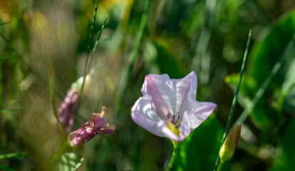 A field bindweed flower peeks out from the thick meadow grass.