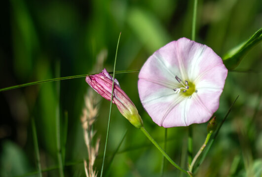 A field bindweed flower peeks out from the thick meadow grass.