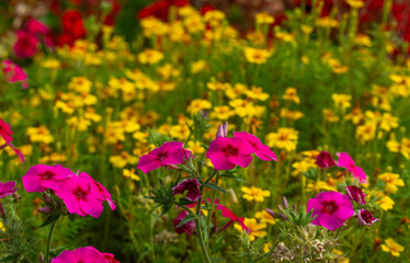 Obraz premium Red phlox flowers on a soft background of yellow flowers.