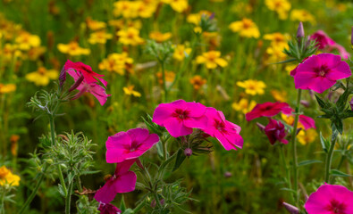 Red phlox flowers on a soft background of yellow flowers.