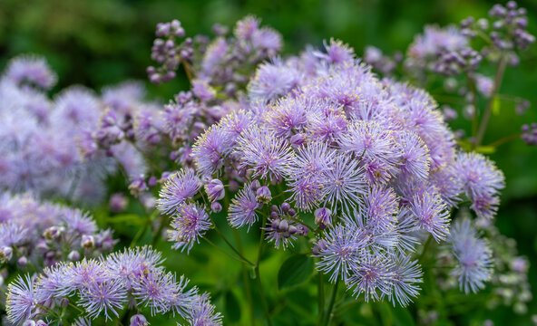 Beautiful flowers of thalictrum on a soft background.