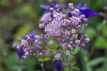 Beautiful flowers of thalictrum on a soft background.