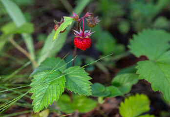 Wild strawberries close-up. Ripe and tasty forest berries.