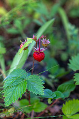 Obraz premium Wild strawberries close-up. Ripe and tasty forest berries.