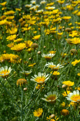 Obraz premium Close-up of chrysanthemum flowers on a green background.