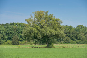 Waldwiese Schwanheimer Wiesen, Frankfurt am Main, Hessen, Deutschland