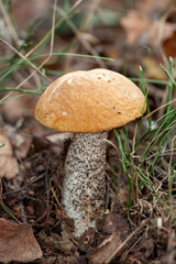 The aspen mushroom in the forest. Magnificent boletus edulis mushroom in the forest habitat. Edible mushroom from the forest. Natural background.  Closeup, selective focus, effect bokeh. 