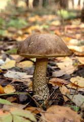 Magnificent birch boletus (Leccinum scabrum) in the forest habitat. Edible mushroom from the forest. Natural background.  Closeup, selective focus, effect bokeh. 