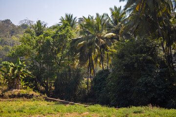 Obraz premium Landscape and Fields near Agonda, Goa, India