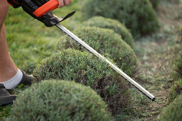 Close-up of a person using a power hedge trimmer to prune and shape rounded bushes in a garden...
