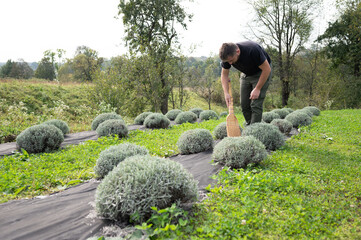 In a rural landscape, a man with a rake tends to a field of cultivated lavender bushes on a sunny...