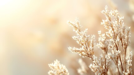 Golden hour pampas grass field, autumnal background, nature serenity, website banner