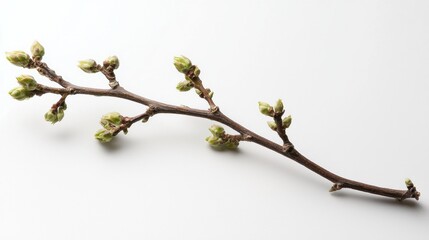 Branch with Spring Buds: A Symbol of Renewal