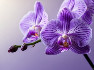 Naklejka premium A macro shot of a vibrant purple orchid a blurred soft color background.