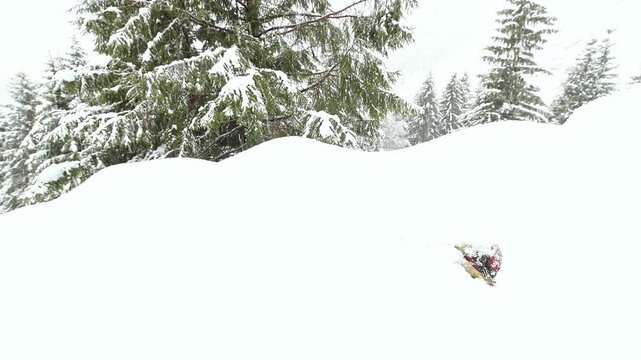 The cruel side of winter season in the Alps, the death of Green woodpecker under snowstorm (Picus virdis)