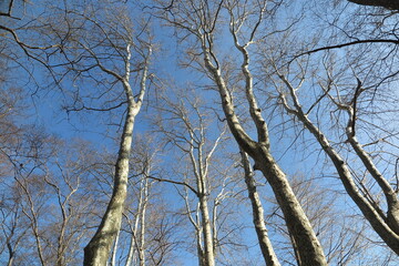 公園の中の森の枯れた木と空の風景6