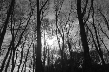 公園の中の森の枯れた木と空の風景5