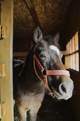 Photo of a little pony on an animal farm, horses in a stall at the zoo