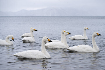 冬の猪苗代湖、白鳥が群れをなして水面を泳ぐ美しい自然の風景